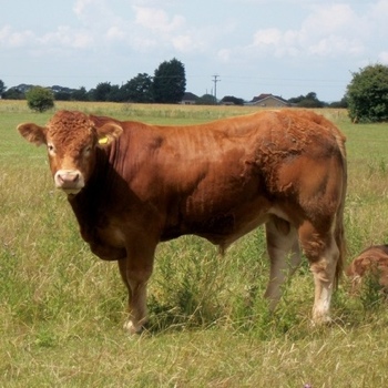 Generic placeholder image